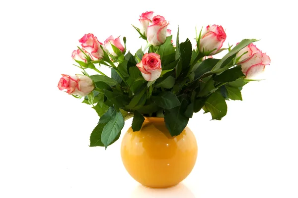Rose rosa in vaso — Foto Stock