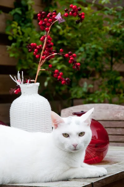 White cat in the garden — Stock Photo, Image