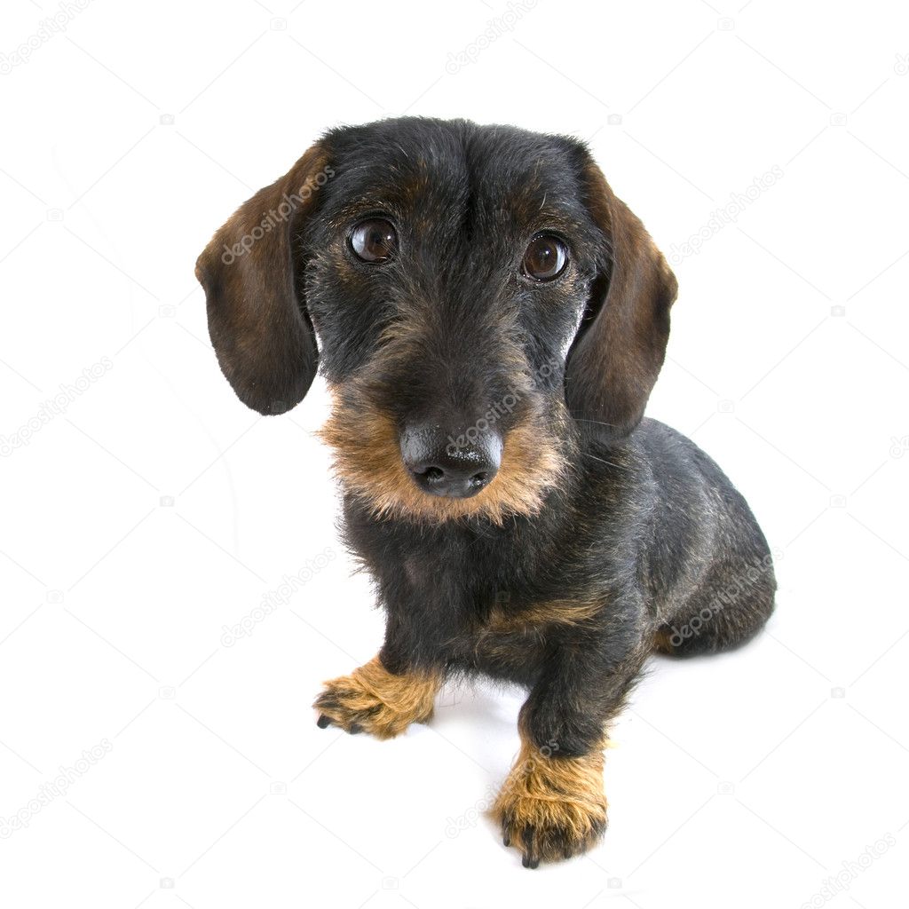 Cute dachshund