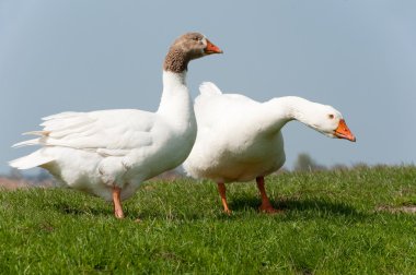 Gooses in landscape clipart