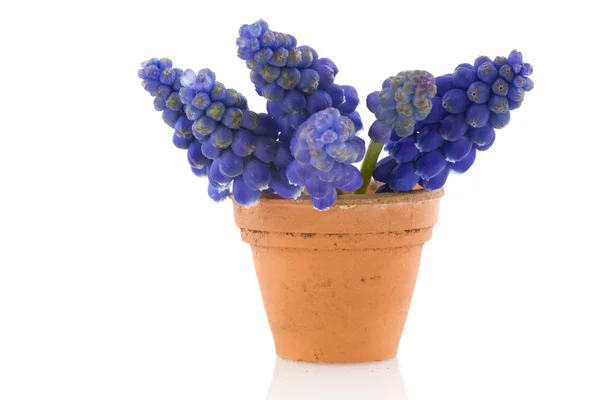 Niebieski hiacynty winogron — Zdjęcie stockowe