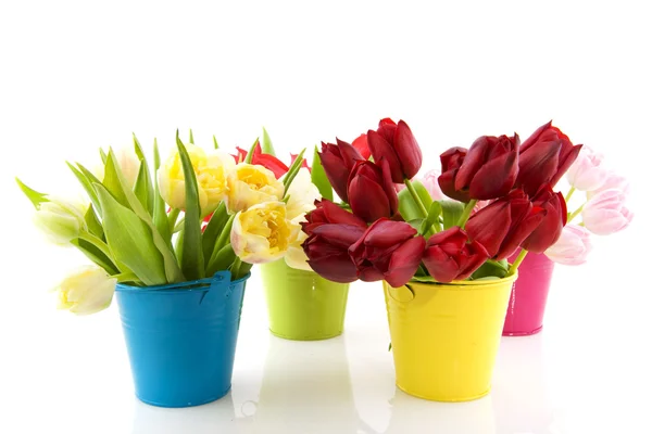 Colorful tulips in buckets — Stock Photo, Image