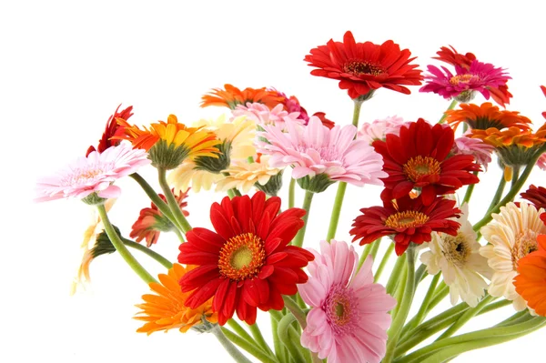Colorato bouquet Gerber — Foto Stock