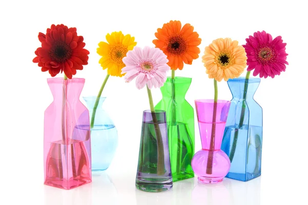 Gerber colorato in vasi di vetro — Foto Stock