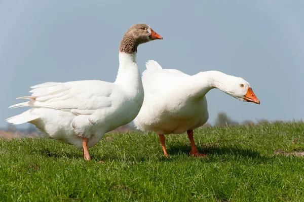 Gooses i landskap — Stockfoto