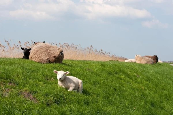 Sheep on the dike — Stock Photo, Image