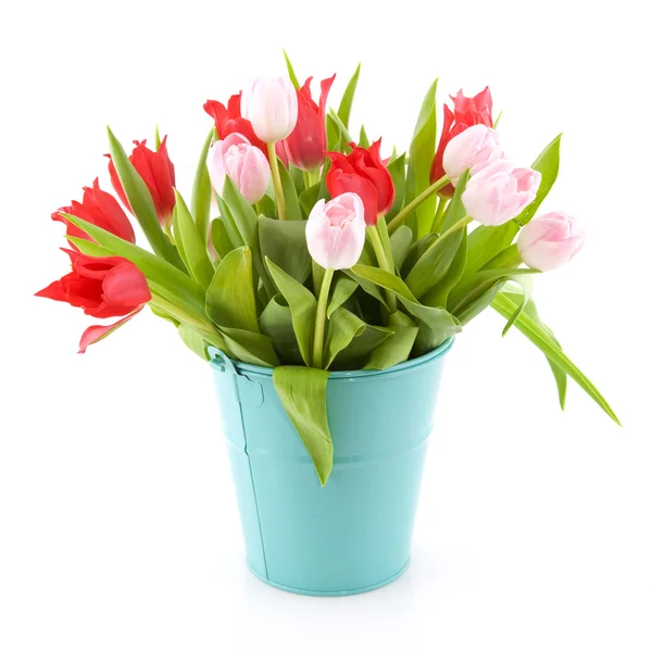 Красный и розовый тюльпаны — стоковое фото