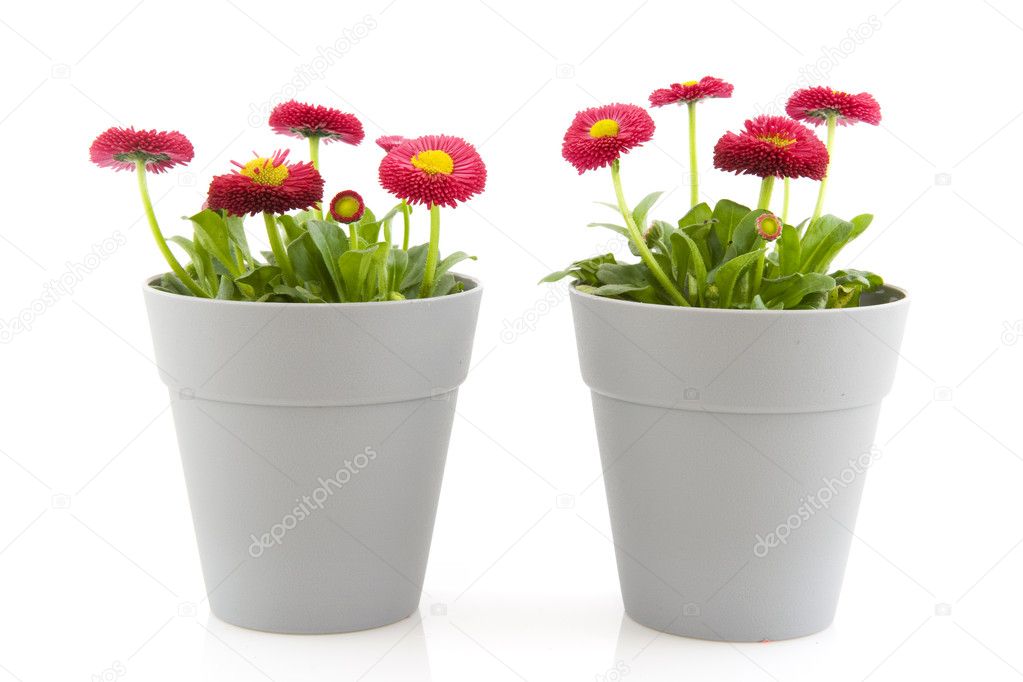 ivonnewierink