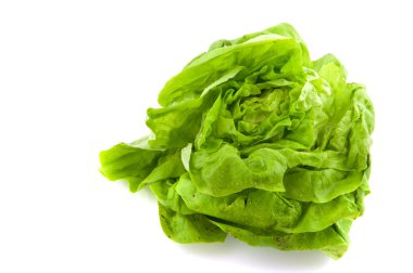 Butterhead lettuce clipart