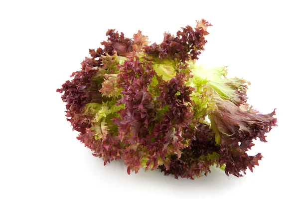 Lollo Rosso салат — стокове фото