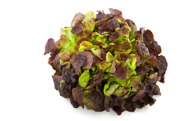 Дубовим листям салату — стокове фото
