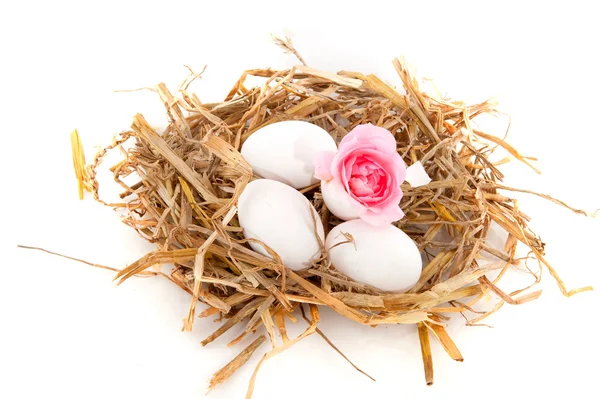 stock image Bird nest