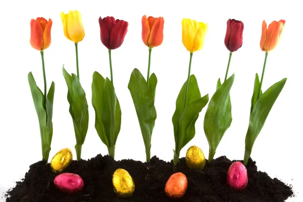 Tulipes et oeufs de Pâques — Photo