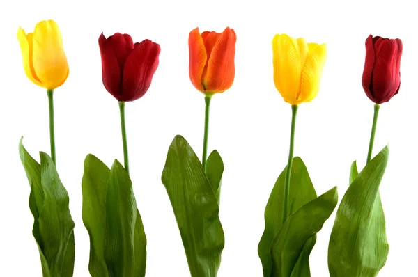 Hedvábné moderní tulipány近代的な絹のチューリップ — Stock fotografie