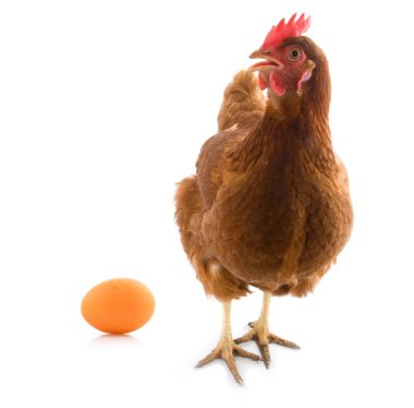Isolated chicken with egg clipart