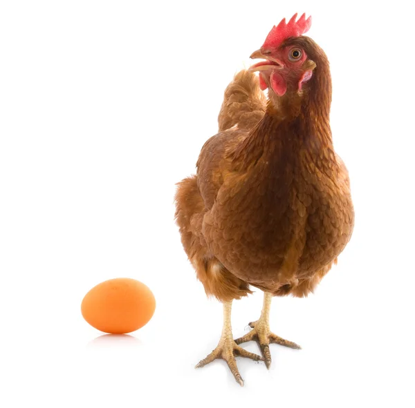Изолированная курица с яйцом — стоковое фото