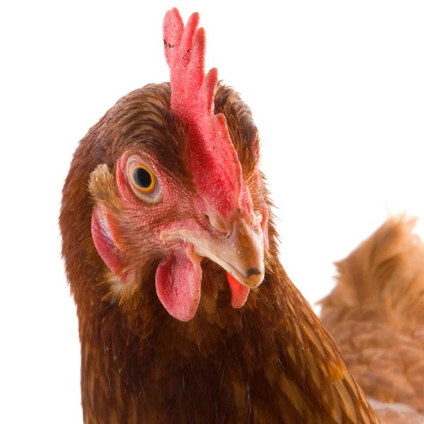 Retrato de pollo — Foto de Stock