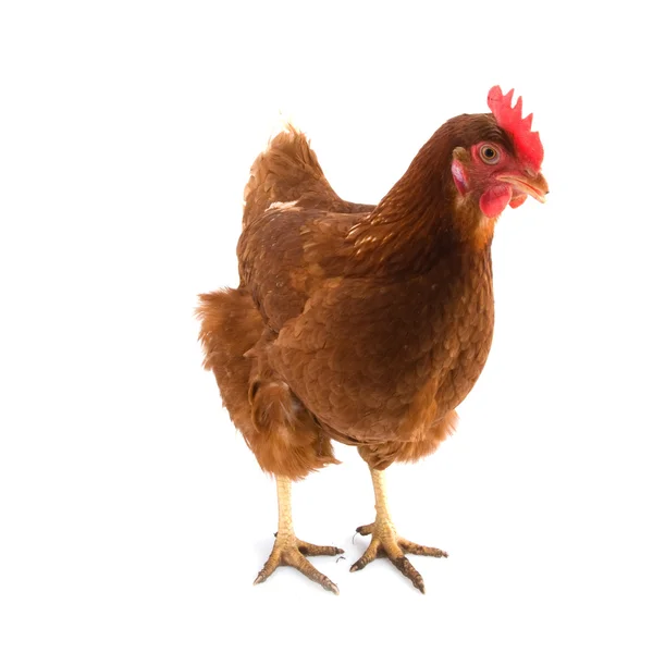 Brązowy kurczaka — Zdjęcie stockowe