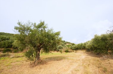 zeytin ağacı