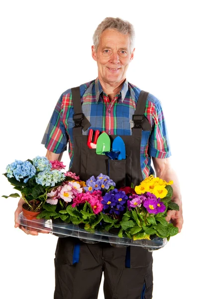 Gardener with flowers — Stock Photo, Image