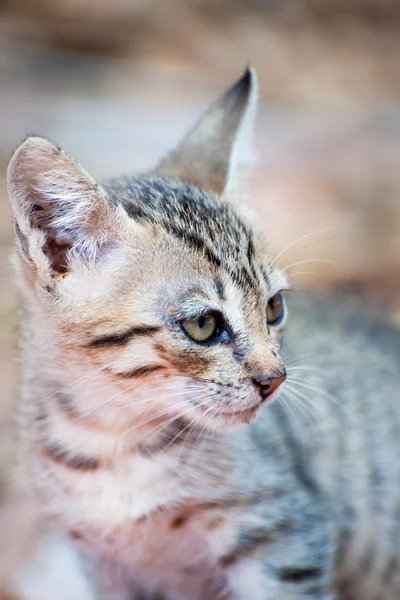 Греческий уличный кот — стоковое фото