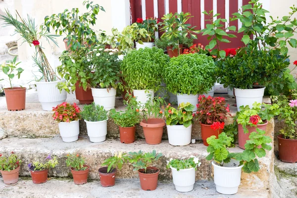 stock image Typical Greek garden