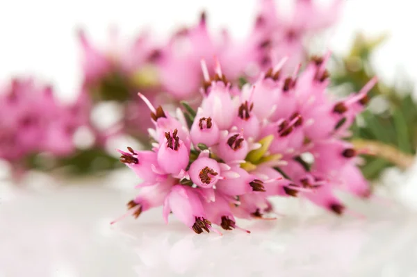 Macro de flores de Heather — Fotografia de Stock