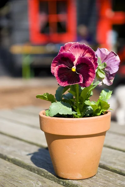 Colorful Pansy outdoor — Stock Photo, Image