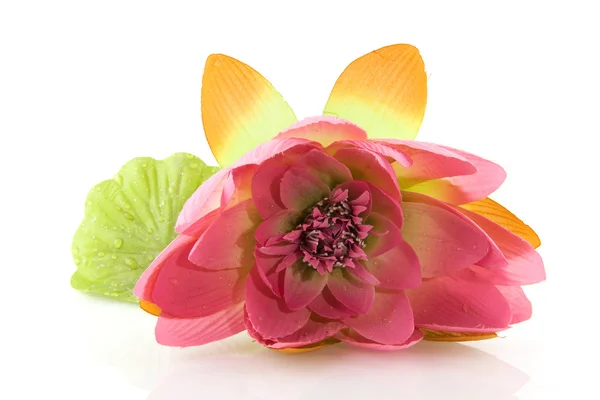 Jedwab lilia — Zdjęcie stockowe