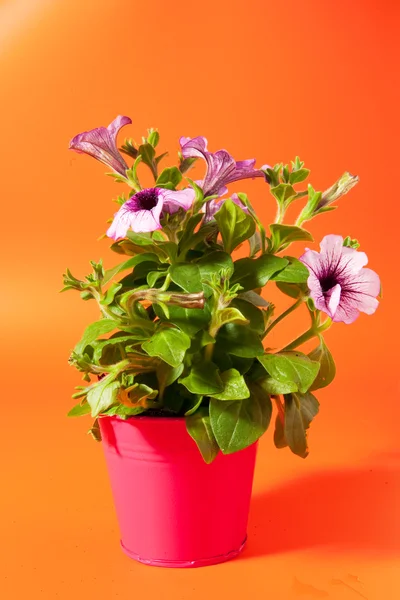 stock image Petunia on orange