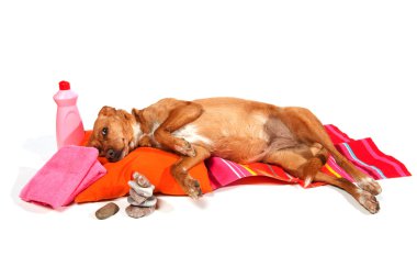 Relaxing dog clipart