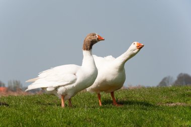 Gooses in landscape clipart