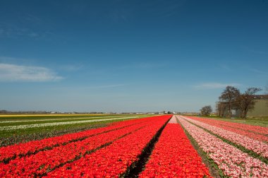 Dutch flower fields clipart