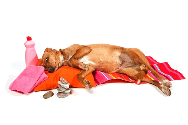 Relaxing dog — Stock Photo, Image