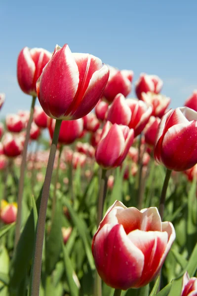 Nederlandse tulpen — Stockfoto