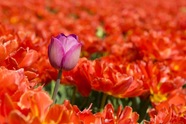 En annan tulip — Stockfoto