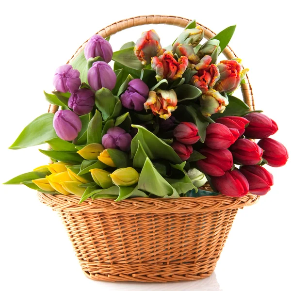 Basket tulips — Stock Photo, Image