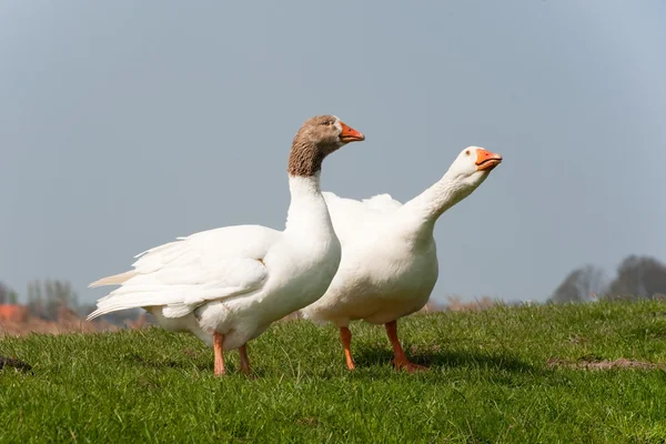 Gooses in landscape — Stock Photo, Image