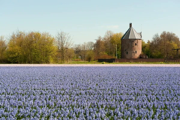 stock image Dutch landscape