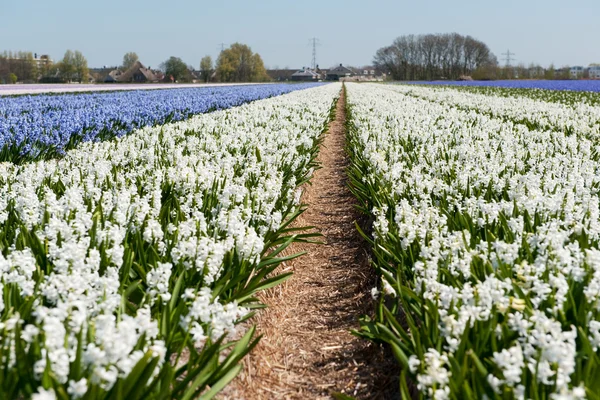 Holländische Blütenfileds — Stockfoto