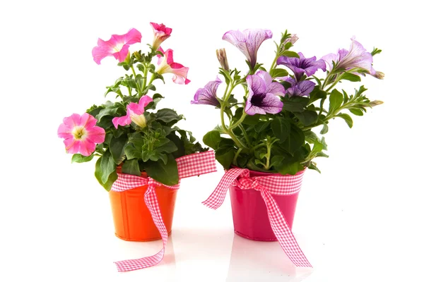 Petunia in colorful buckets with ribbon — Stock Photo, Image