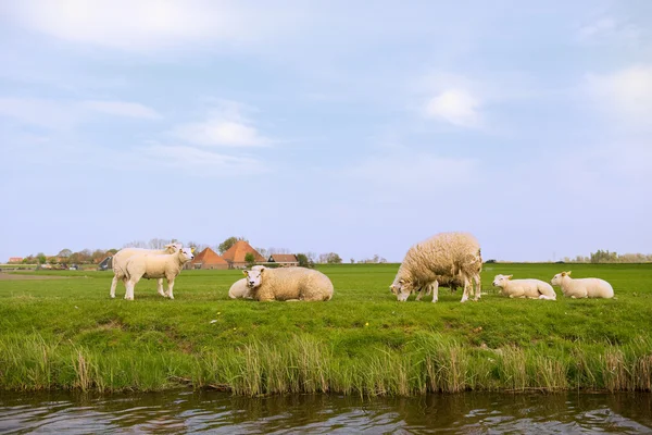 羊と子羊 — ストック写真