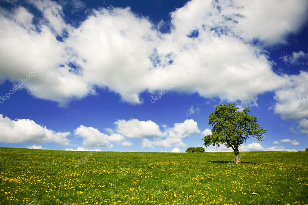 Grass Fields With Clouds In The Sky Stock Photo By ©ivonnewierink 3021032