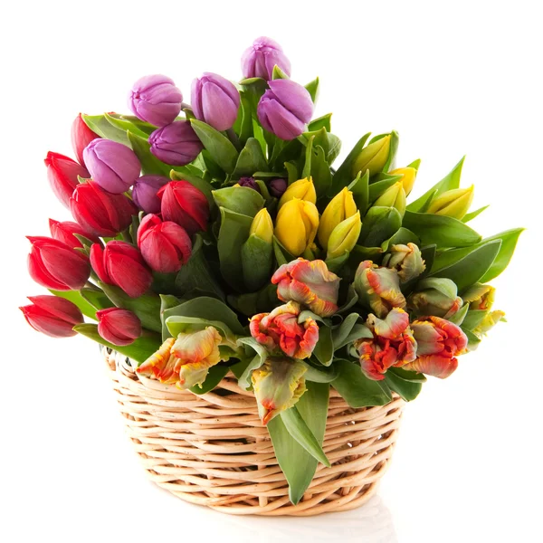 Tulipani di cesto — Foto Stock