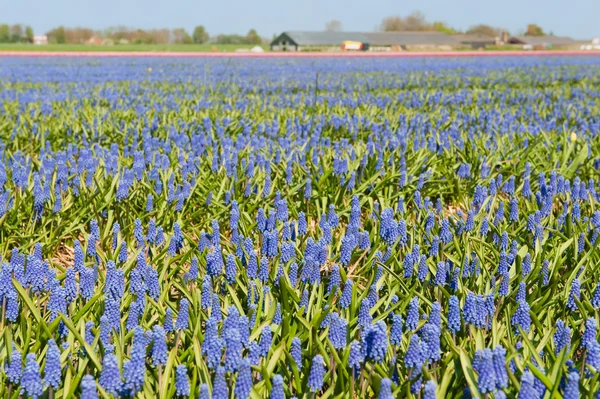 Fields with Blue grape Hyacinths — Stock Photo, Image