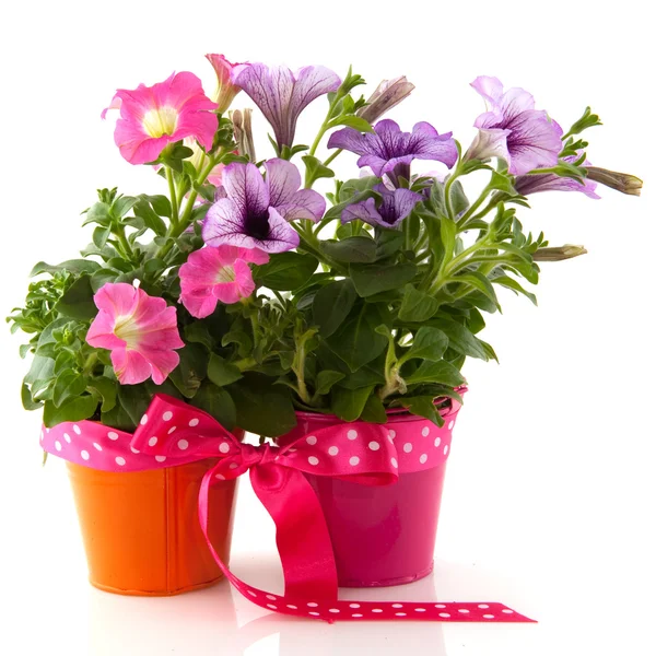 Petunia in colorful buckets as a gift — Stock Photo, Image
