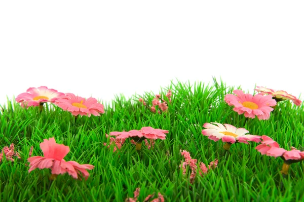 Grass with flowers — Stock Photo, Image