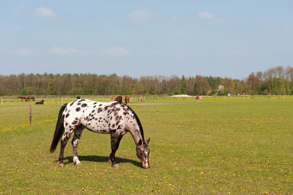 Vit prickig häst — Stockfoto