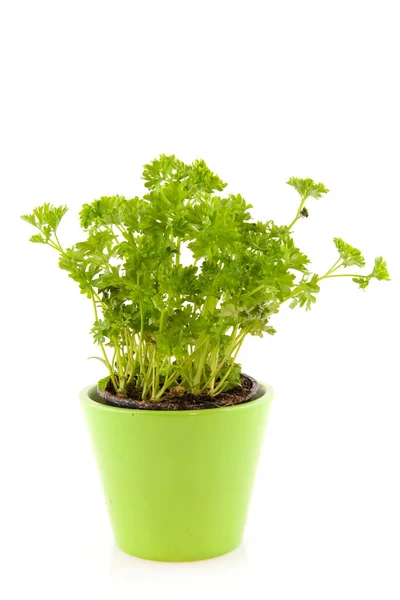 緑の花鍋にパセリ — ストック写真