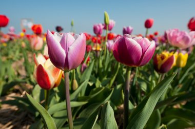 Colorful tulips in Holland clipart